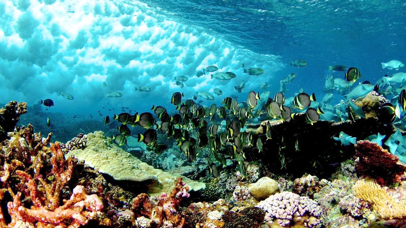 Coral reefs at risk from acid oceans