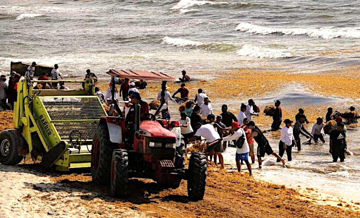 Cancun in Mexico, beaches polluted with sargassum