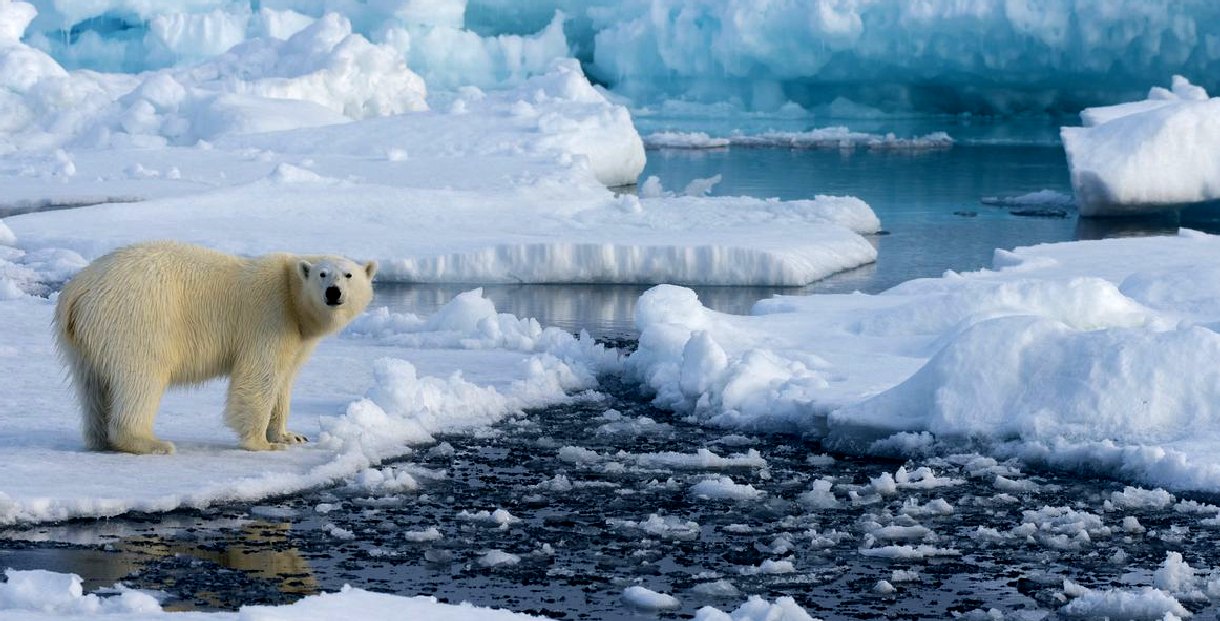 Polar bears are in danger of extinction if the ice caps melt