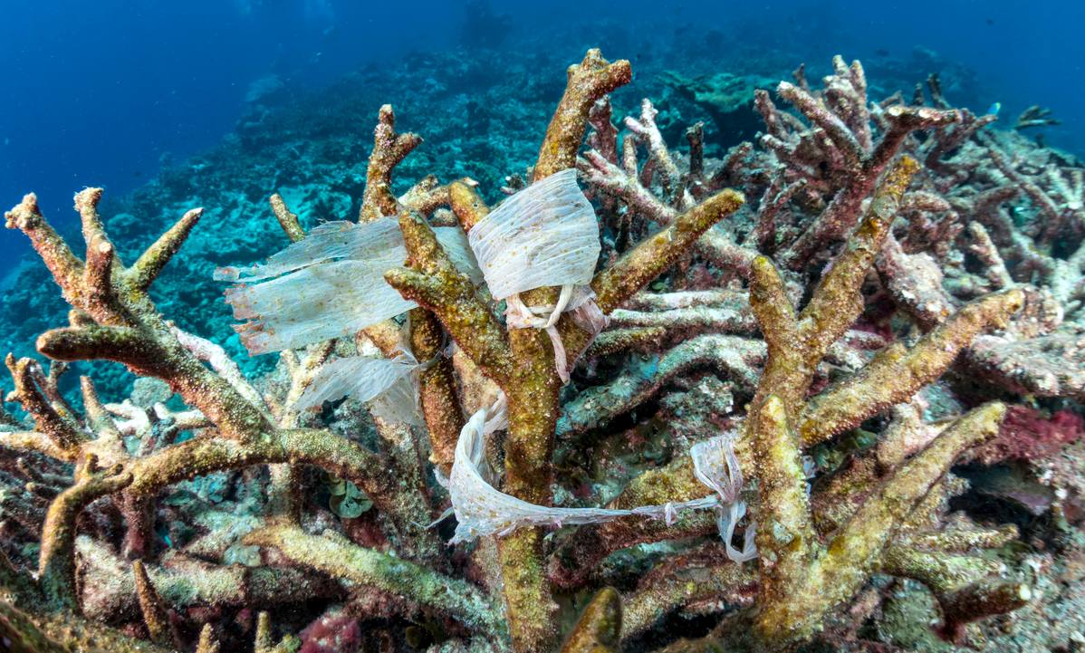 Coral reefs are under attack from ocean plastics