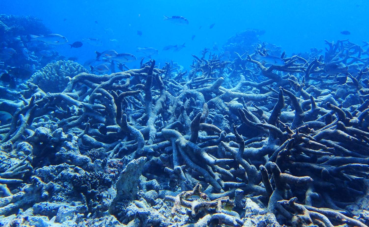 THE GREAT BARRIER REEF