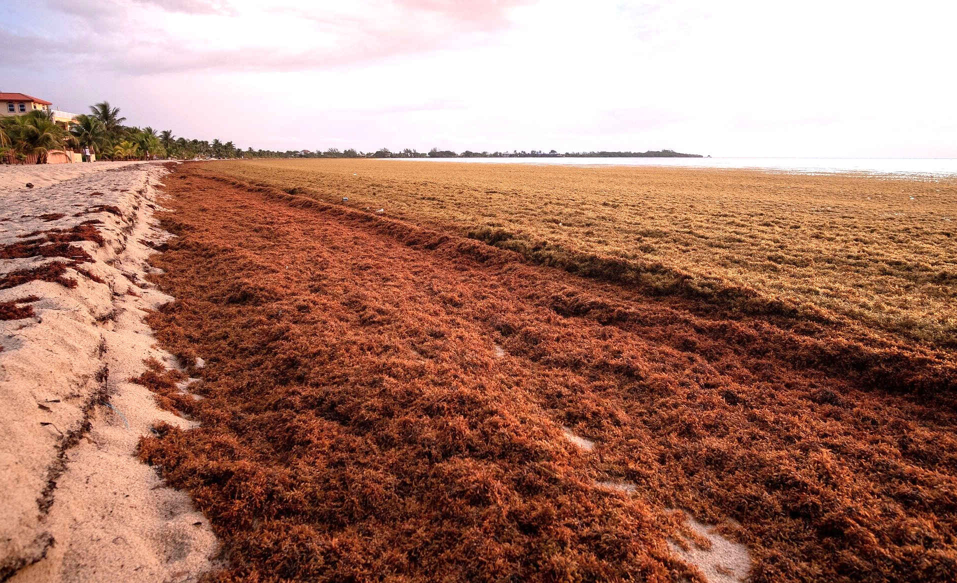 Stinking brown dumps on pristine white sandy beaches